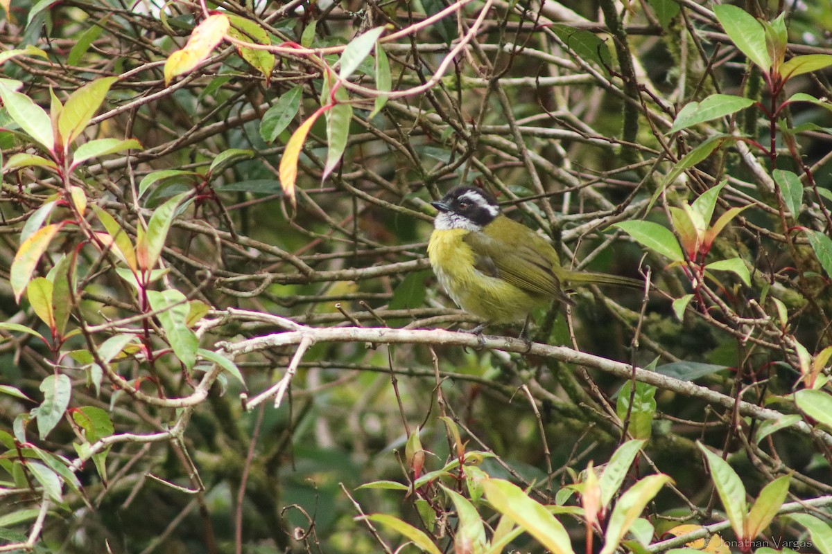 Sooty-capped Chlorospingus - ML603616971