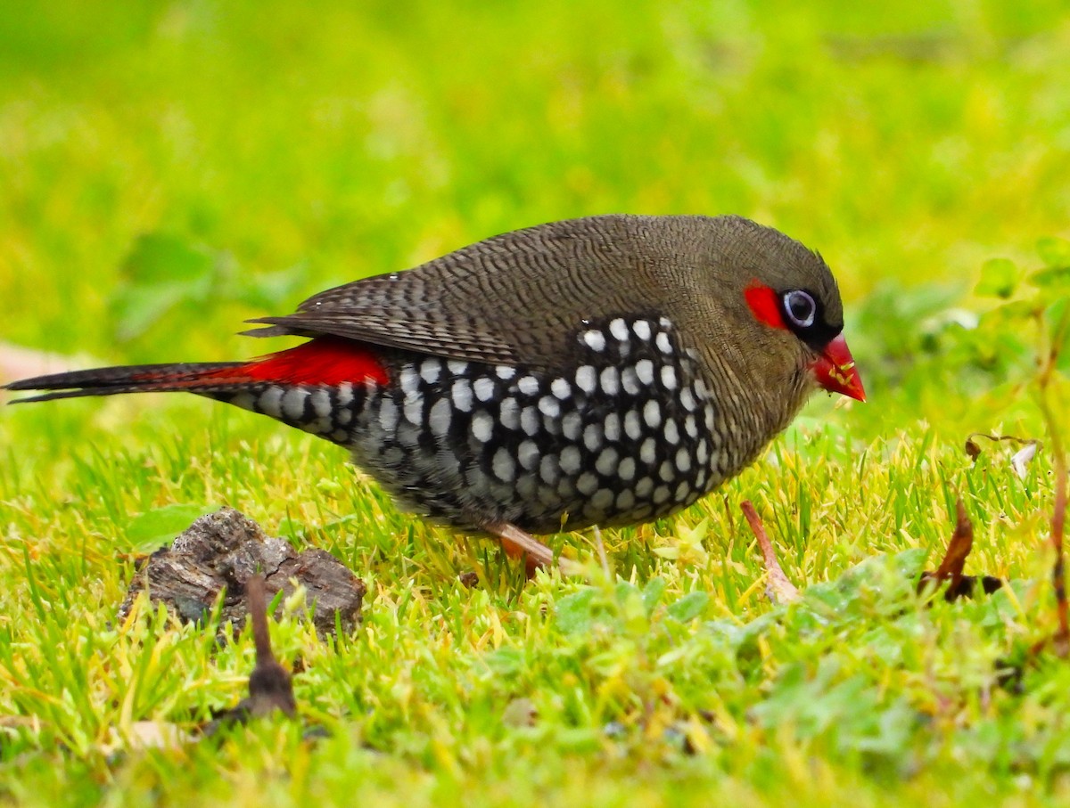 Red-eared Firetail - ML603617581