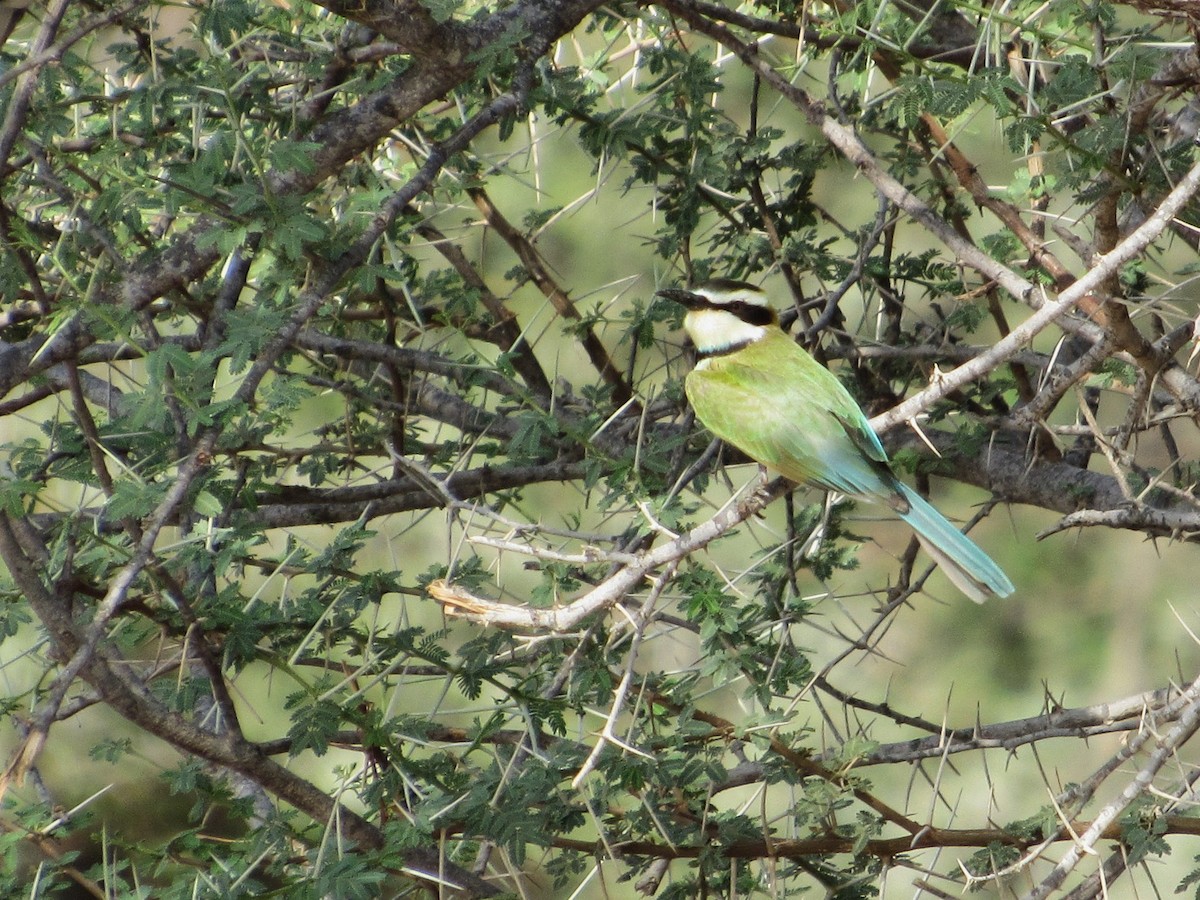 White-throated Bee-eater - ML603618201
