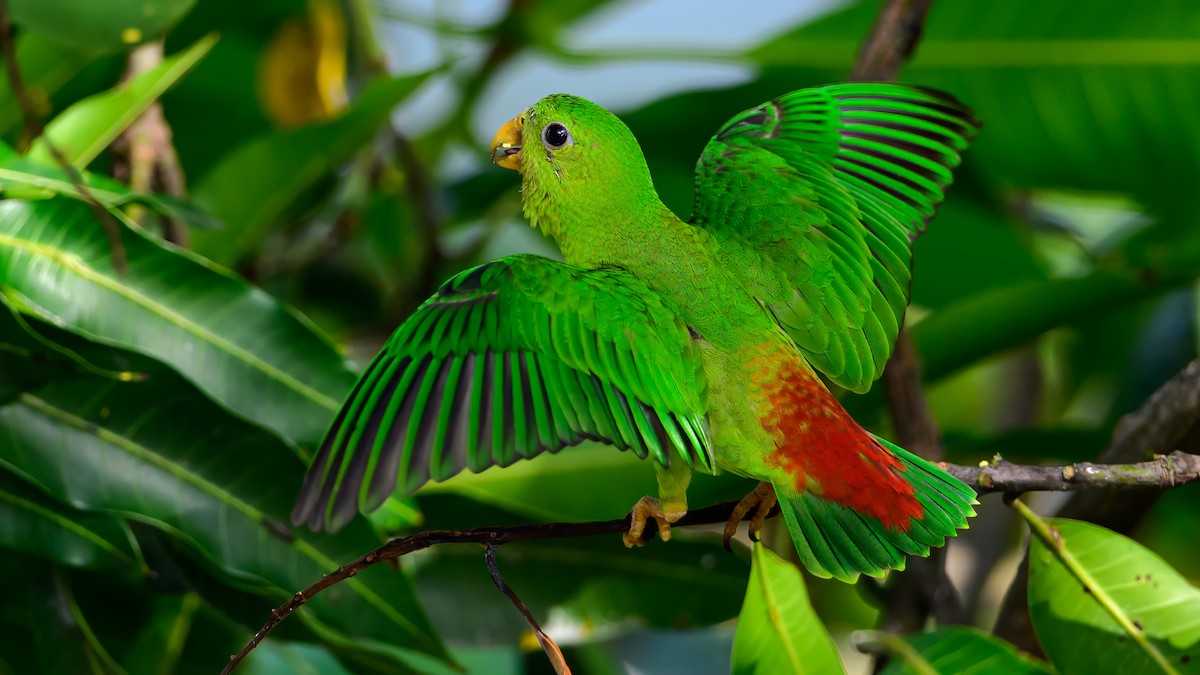 Blue-crowned Hanging-Parrot - Soong Ming Wong