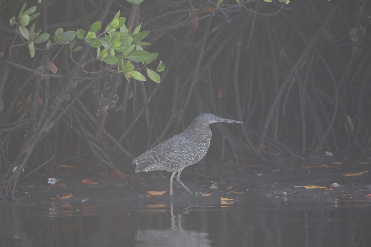 White-crested Tiger-Heron - ML603618641