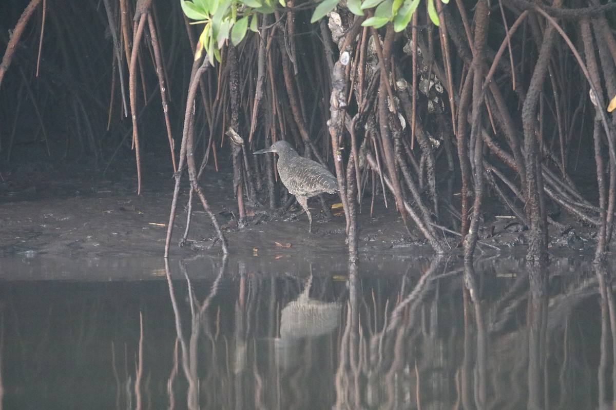 White-crested Tiger-Heron - ML603618861