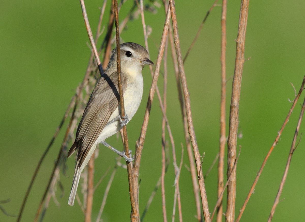 Warbling Vireo - Alix d'Entremont