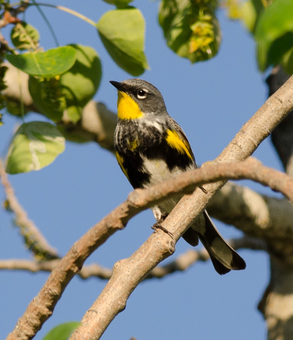 Yellow-rumped Warbler (Audubon's) - Alix d'Entremont