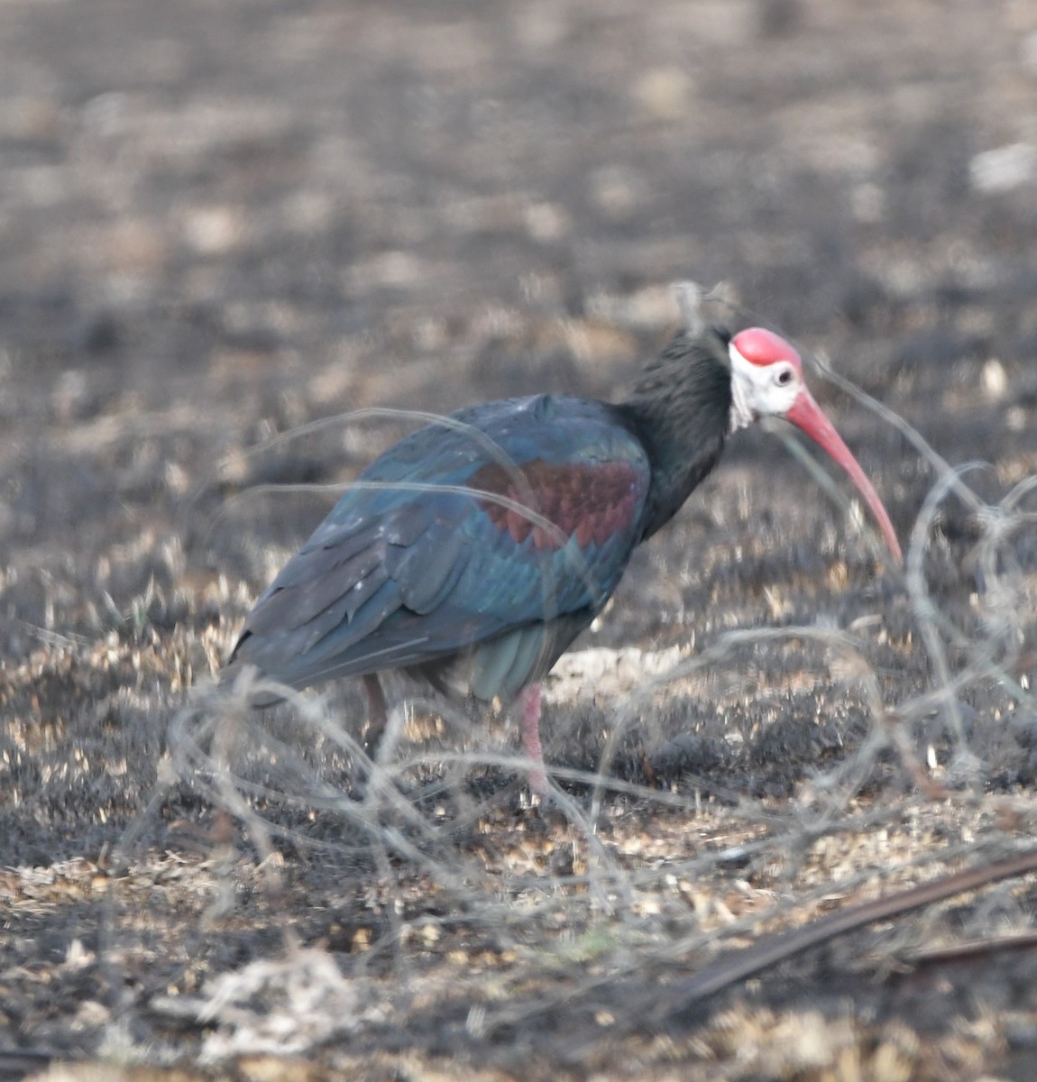 Southern Bald Ibis - Job De Bruycker