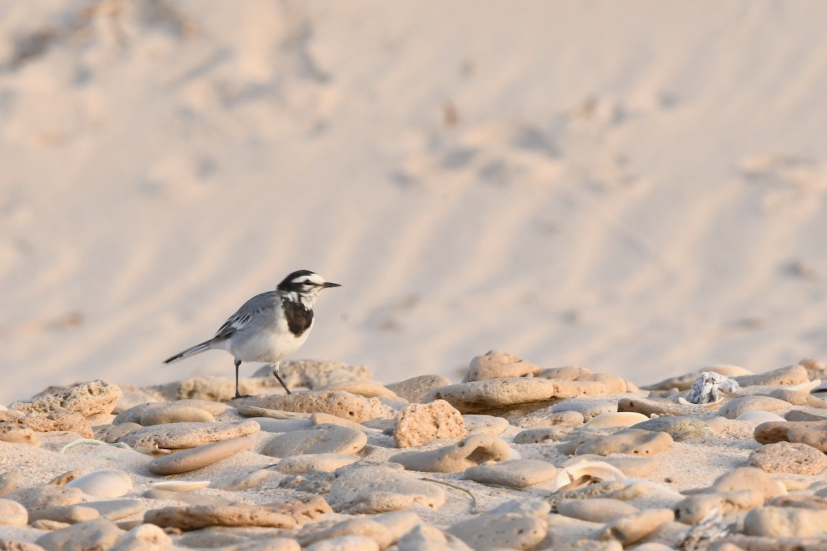 White Wagtail (Moroccan) - ML603622561