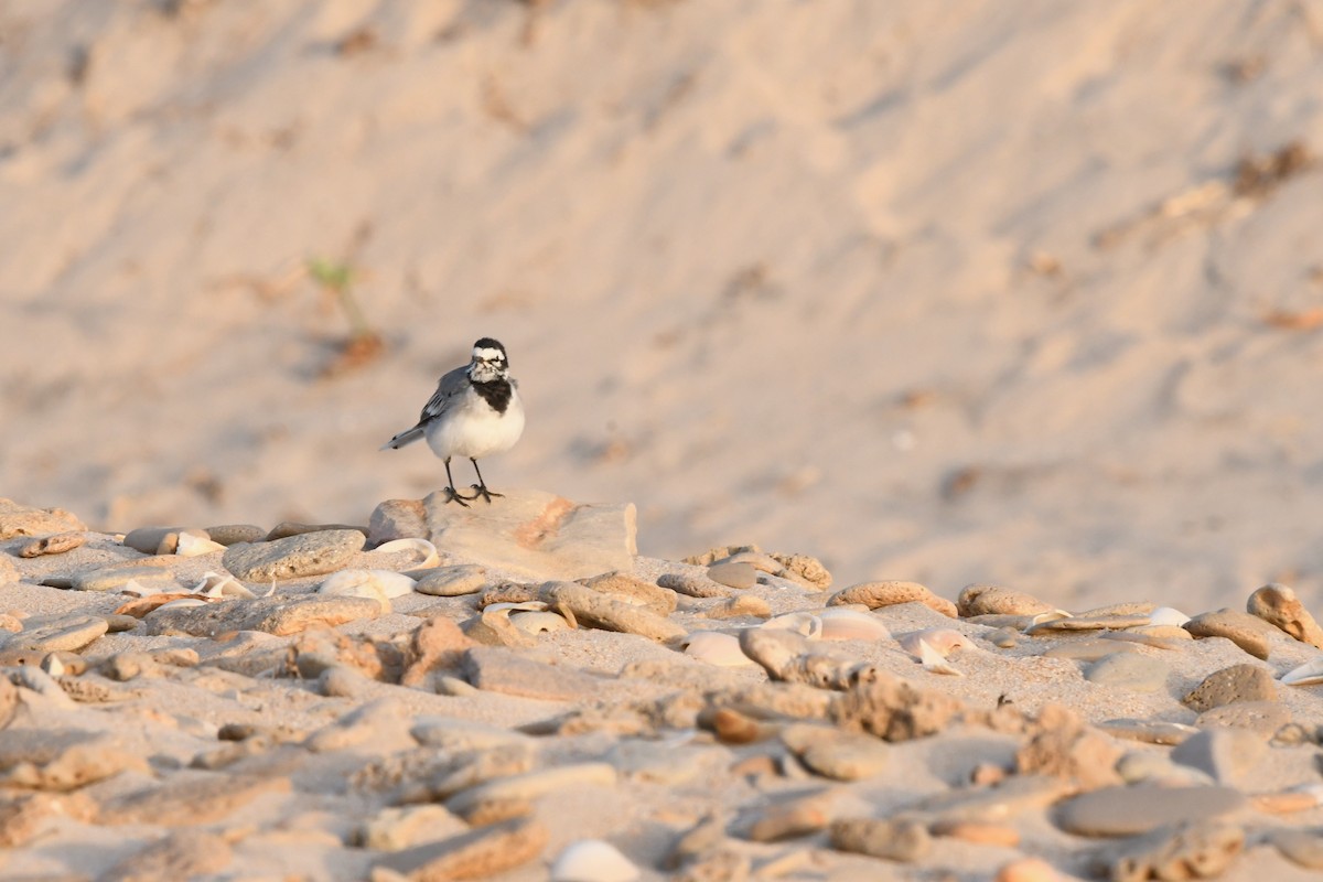 White Wagtail (Moroccan) - ML603622581