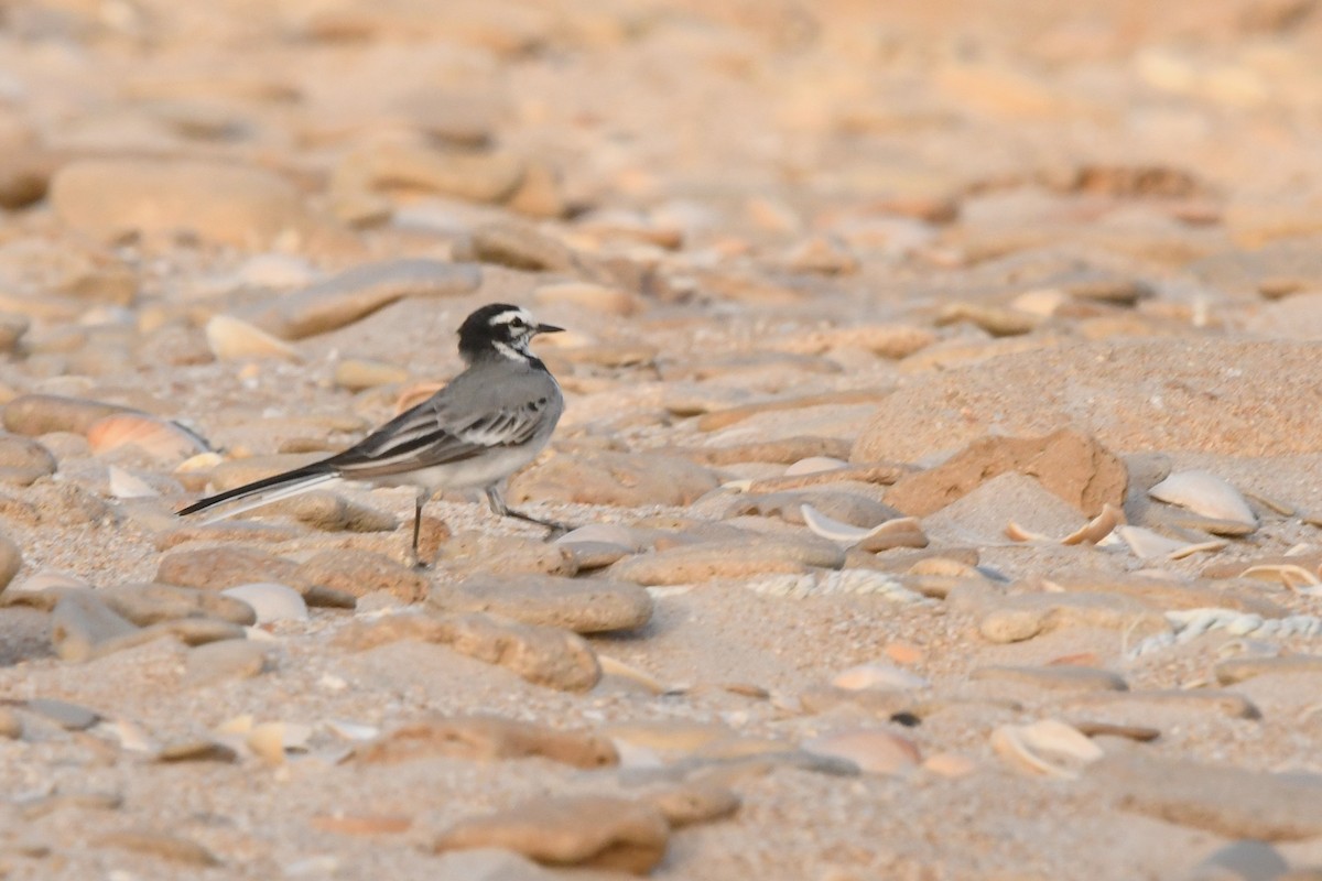 White Wagtail (Moroccan) - ML603624121