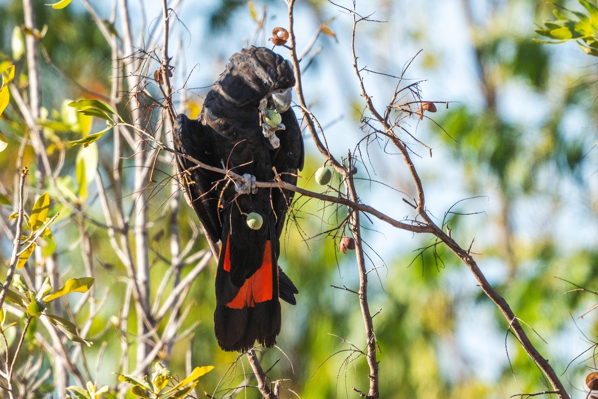 Red-tailed Black-Cockatoo - ML603629261