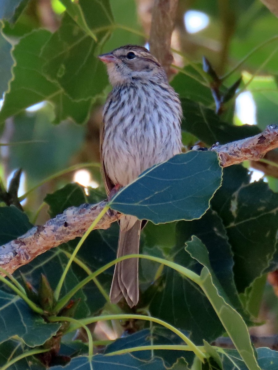 Chipping Sparrow - ML603630111