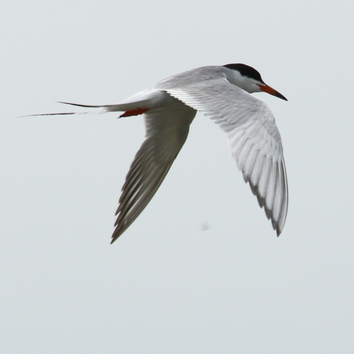 Forster's Tern - gord smith
