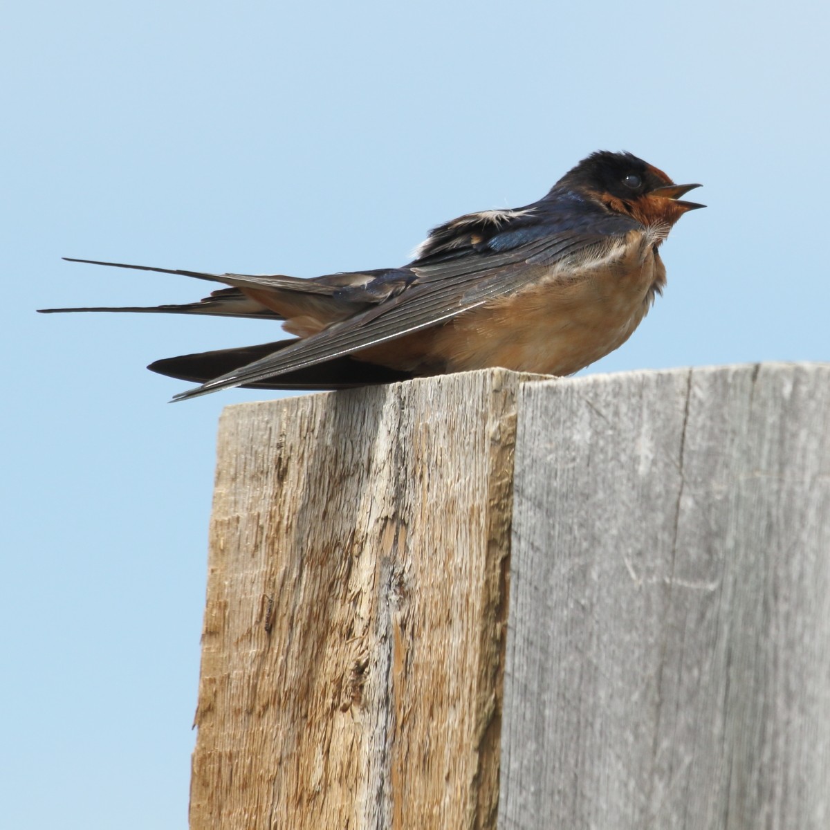 Barn Swallow - ML60363331