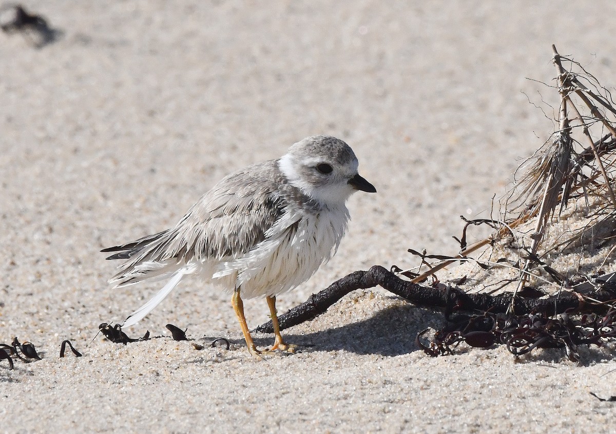 Piping Plover - ML603634241