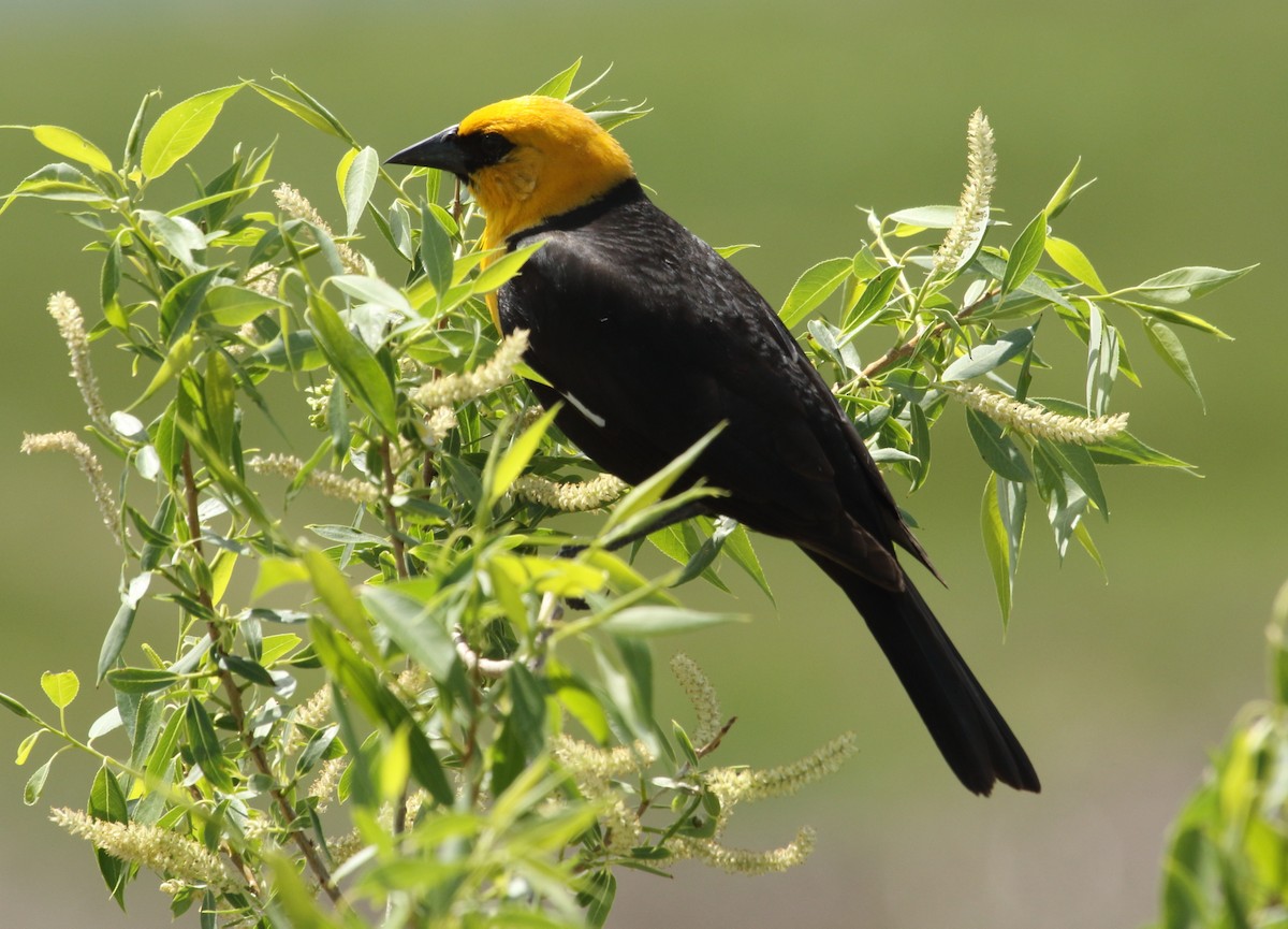 Yellow-headed Blackbird - ML60363431