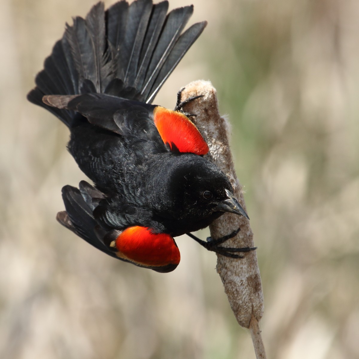 Red-winged Blackbird - ML60363511