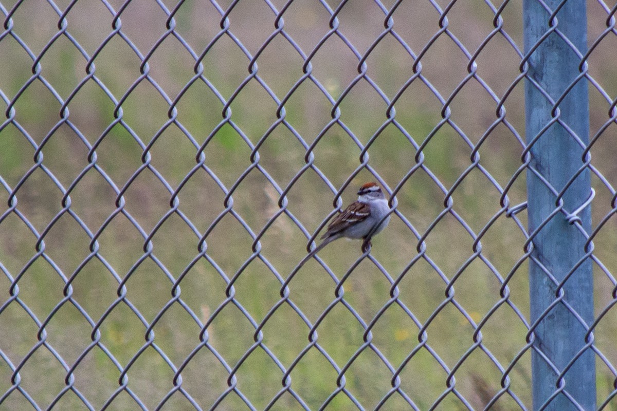 Chipping Sparrow - Rich Kelley