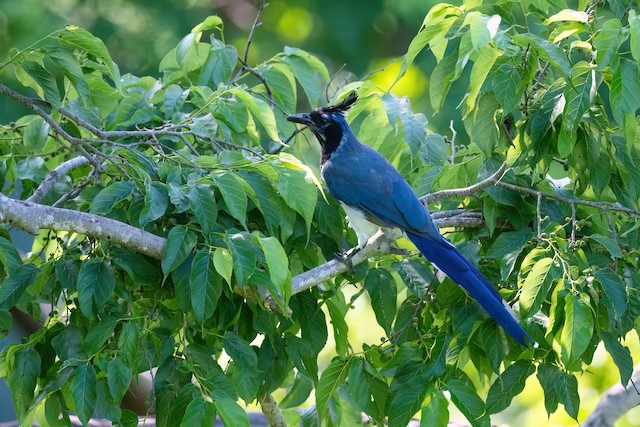 Black-throated Magpie-Jay