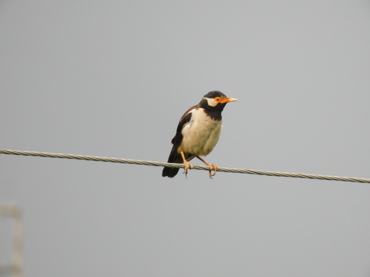 Indian Pied Starling - ML603639121