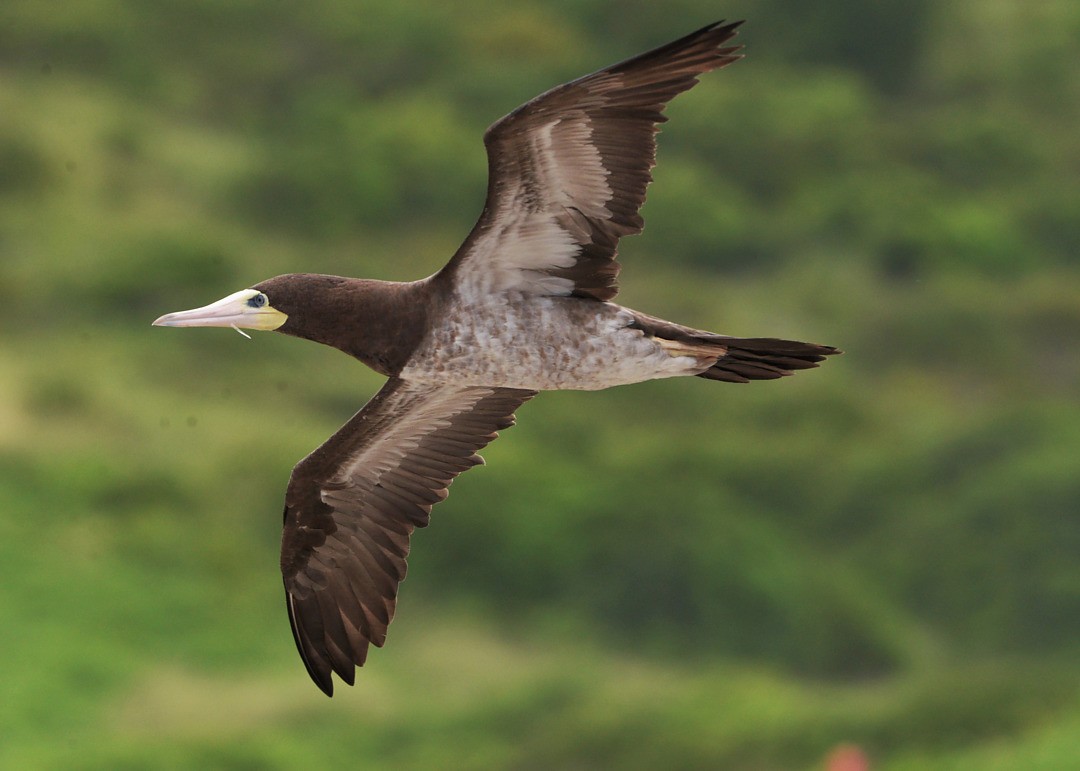 Brown Booby - ML603640861