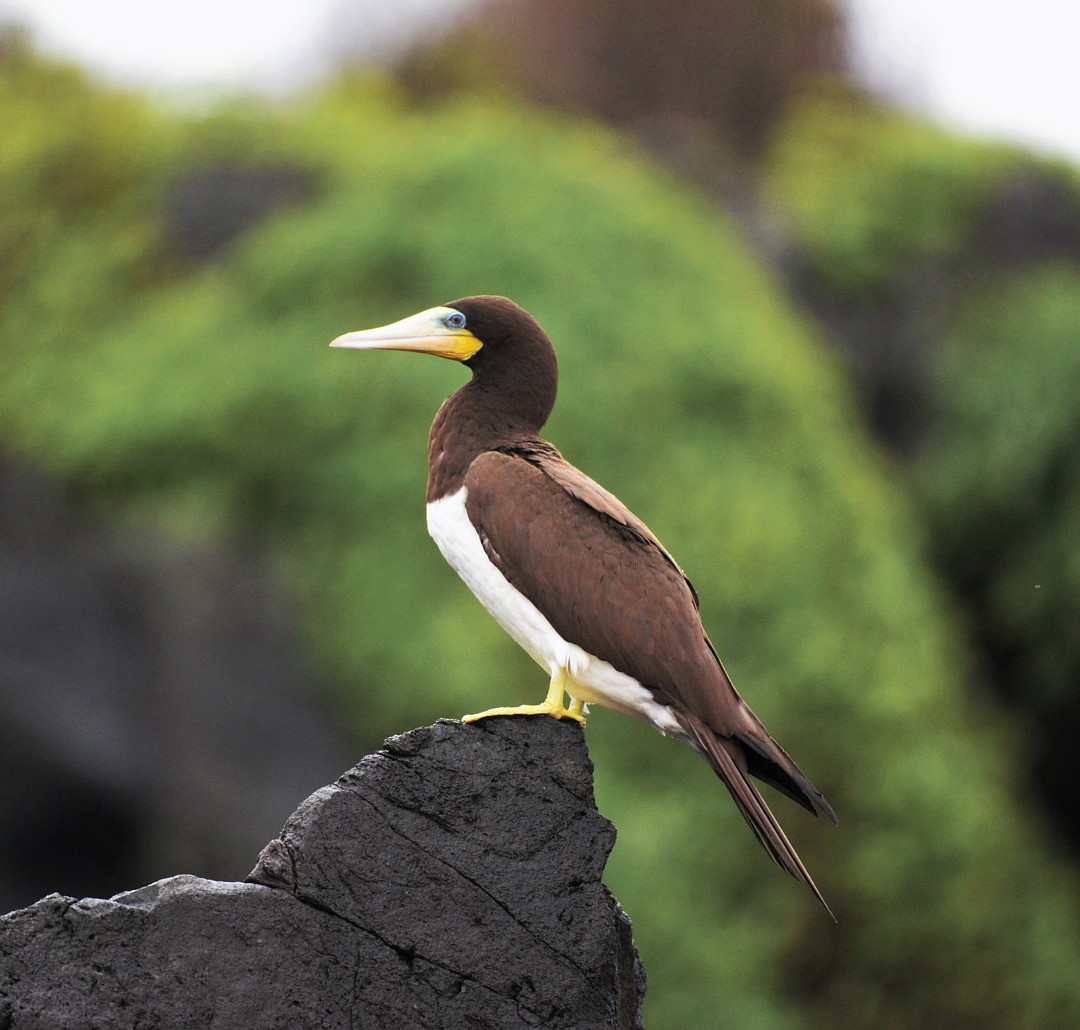 Brown Booby - ML603640871