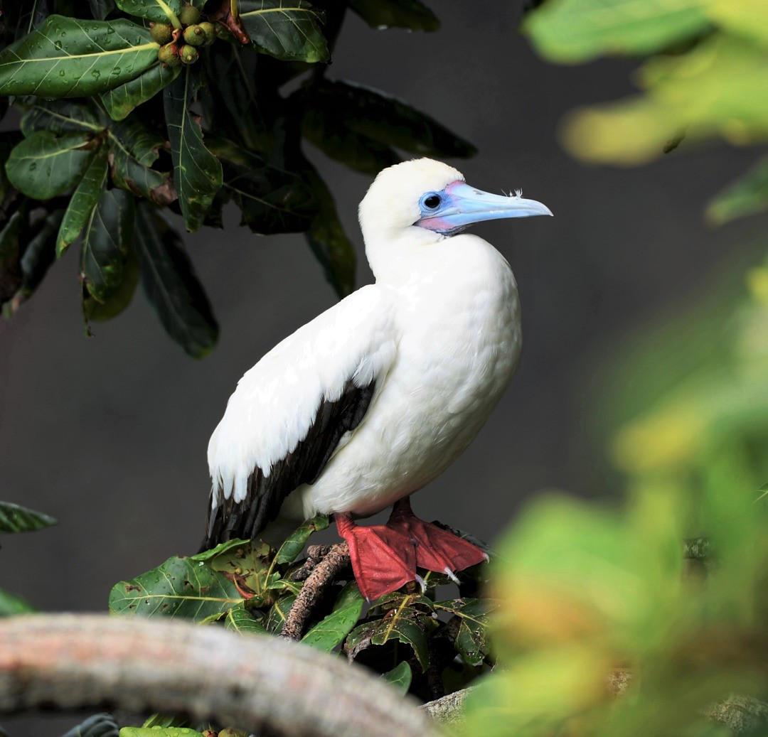 Red-footed Booby - ML603640881