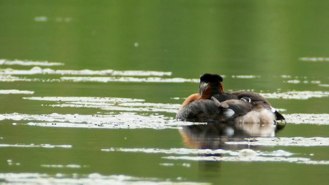 Red-necked Grebe - ML603643161