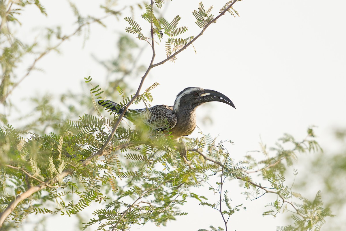 African Gray Hornbill - Jérémy Calvo