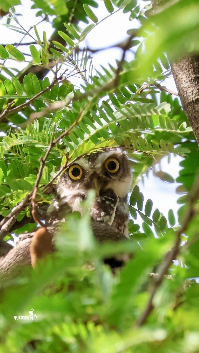 Spotted Owlet - ML603651641