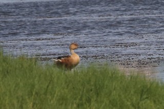 Fulvous Whistling-Duck, ML60365171