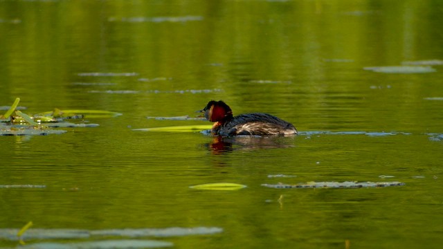 Red-necked Grebe - ML603653031