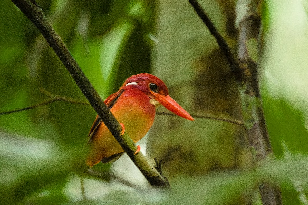 Philippine Dwarf-Kingfisher (Mindanao) - ML603665981