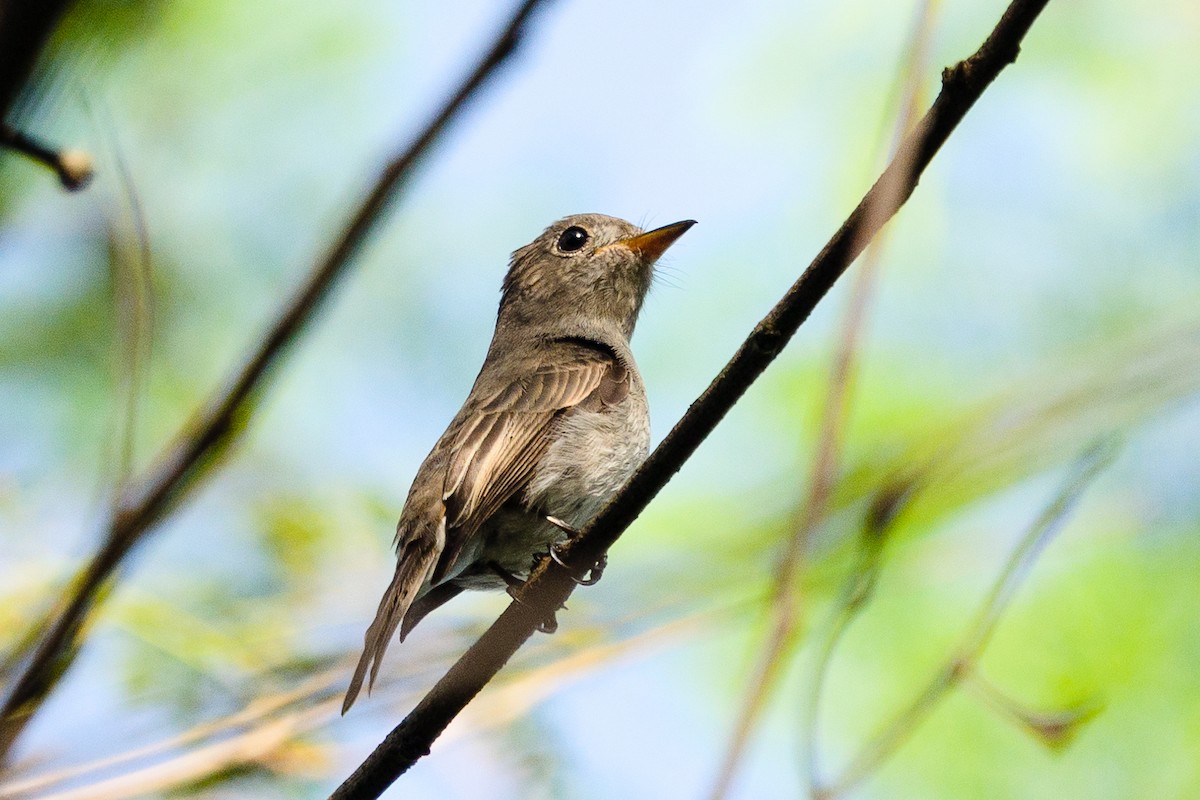Ashy-breasted Flycatcher - Camille King