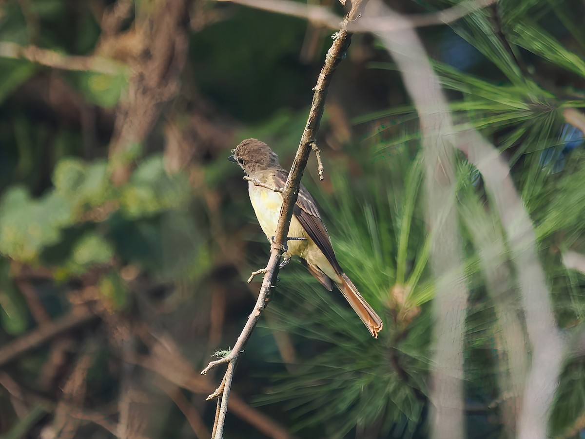 Great Crested Flycatcher - ML603669271