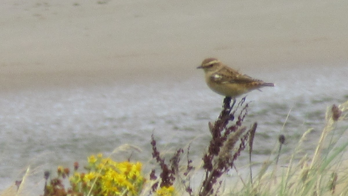 Whinchat - ML603669401