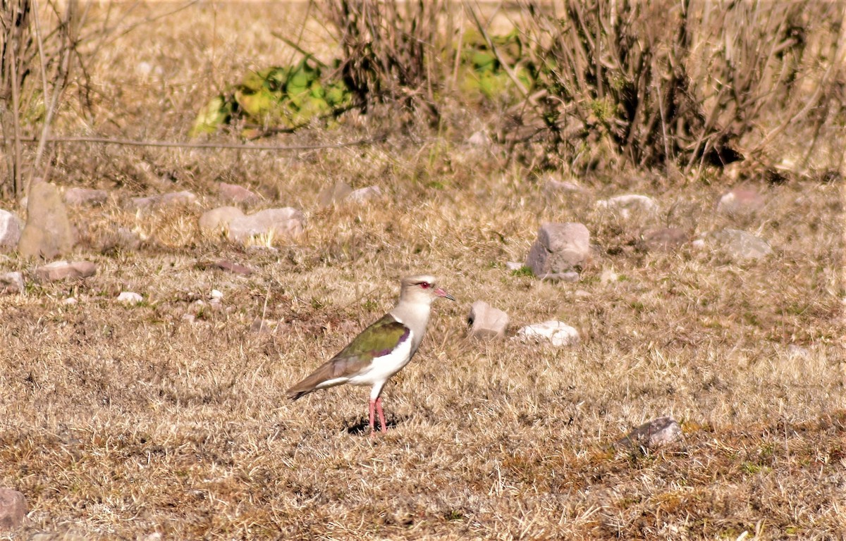 Andean Lapwing - ML603670031