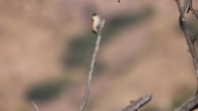 Scarlet-backed Woodpecker - ML603675101