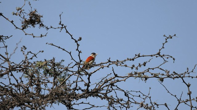 Scarlet-backed Woodpecker - ML603675111