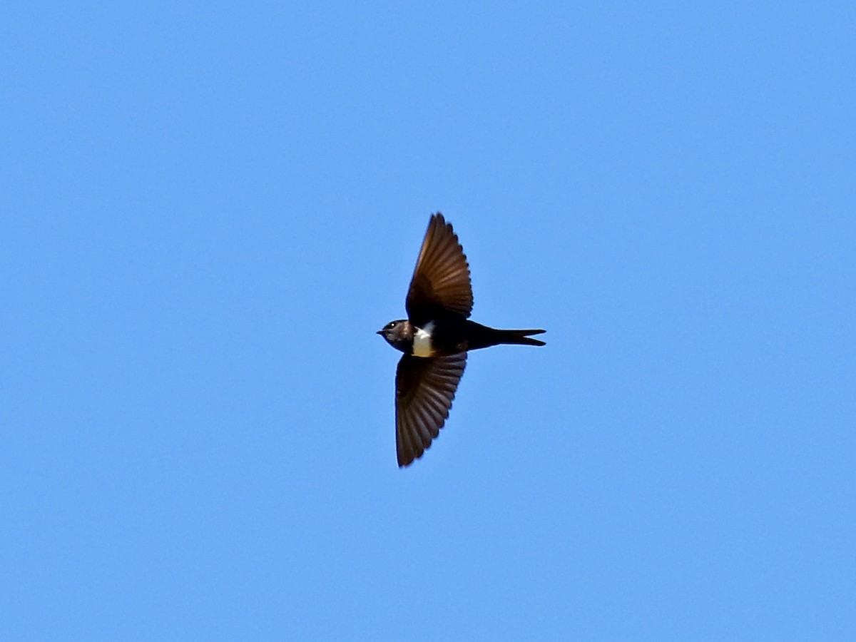 White-banded Swallow - ML60367651