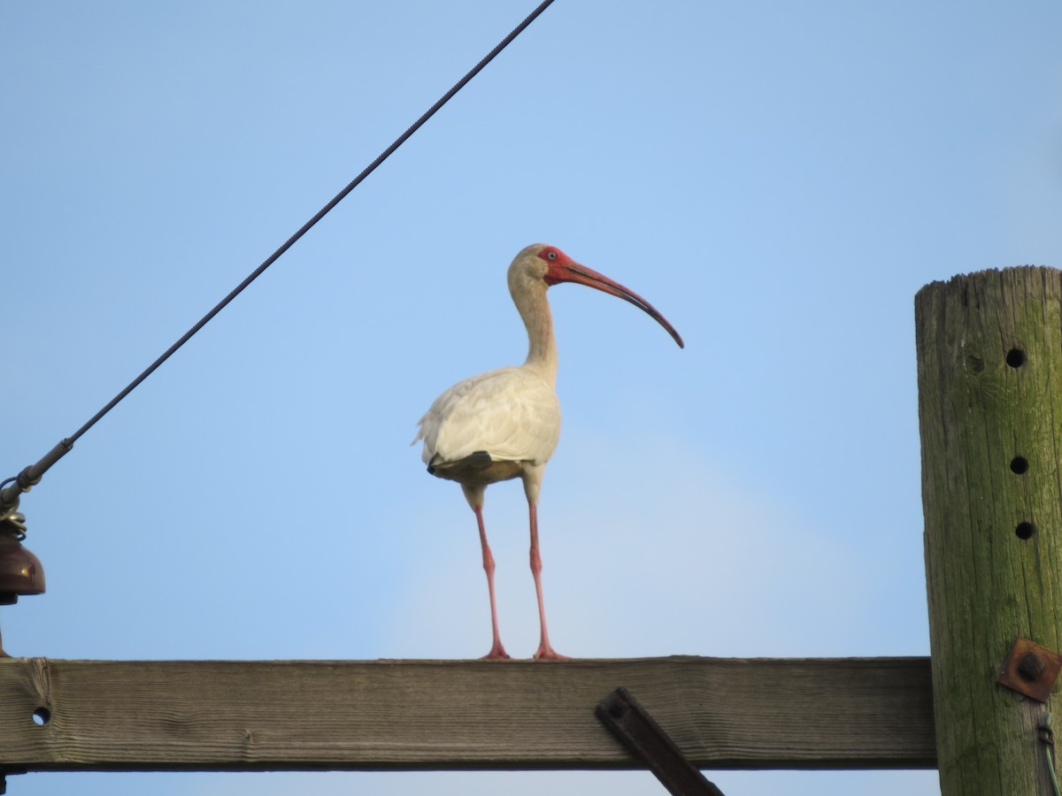 ibis bílý - ML60367751