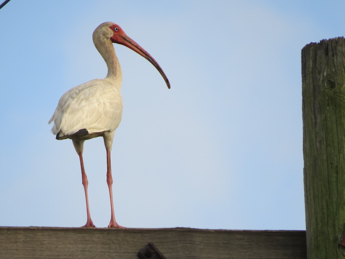 ibis bílý - ML60367781