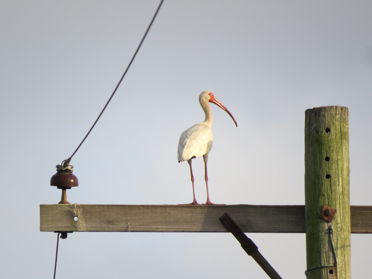 ibis bílý - ML60367851