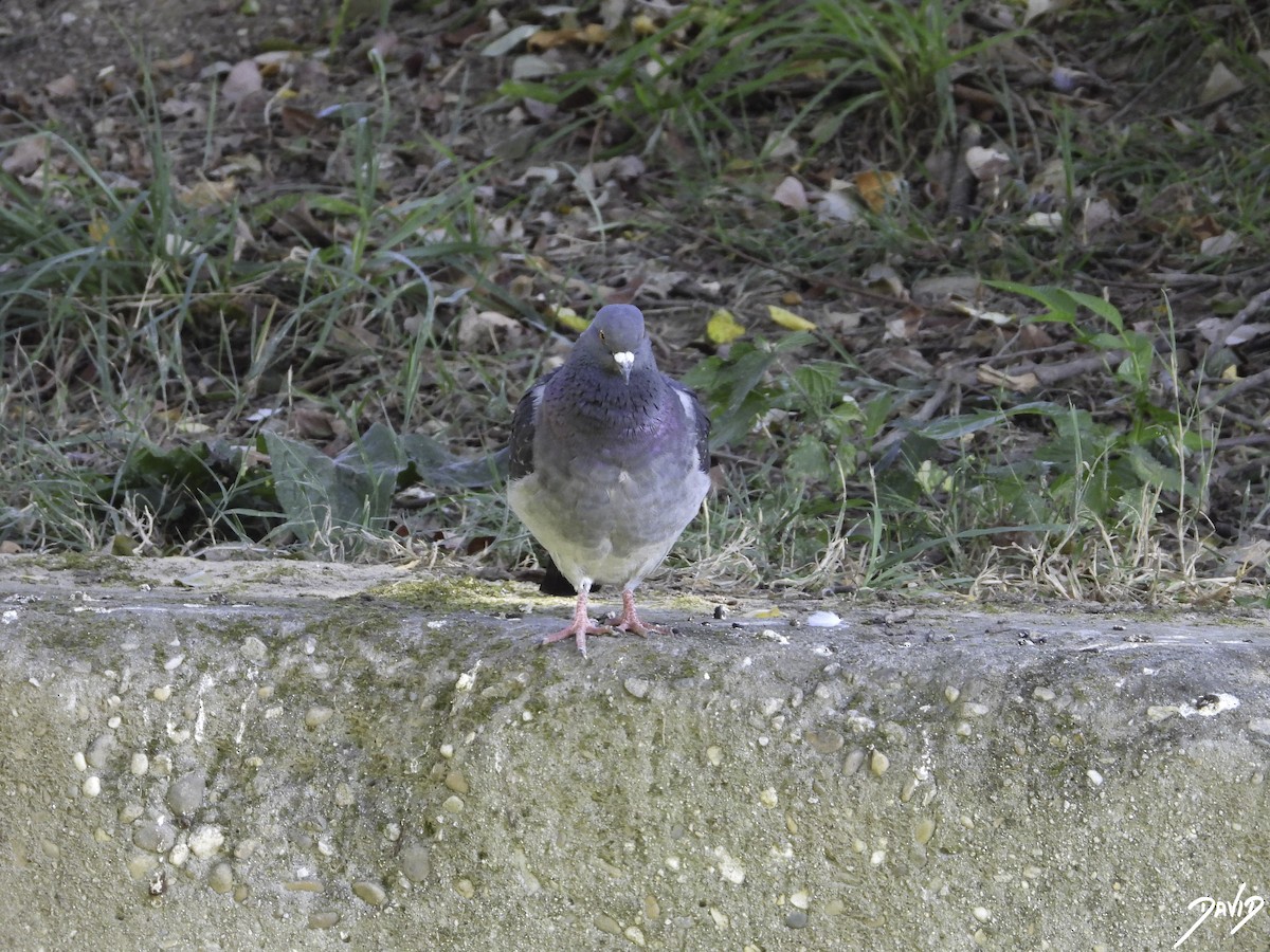 Rock Pigeon (Feral Pigeon) - ML603679671