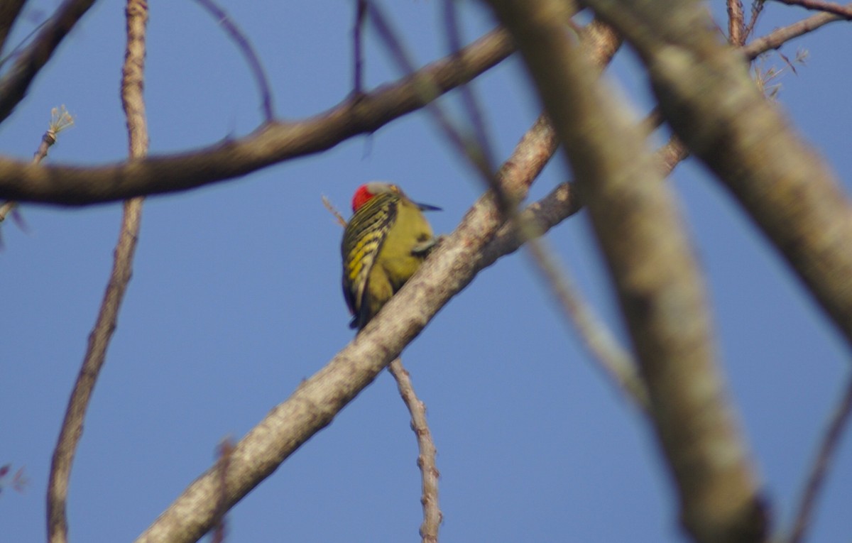 Hispaniolan Woodpecker - ML603680721
