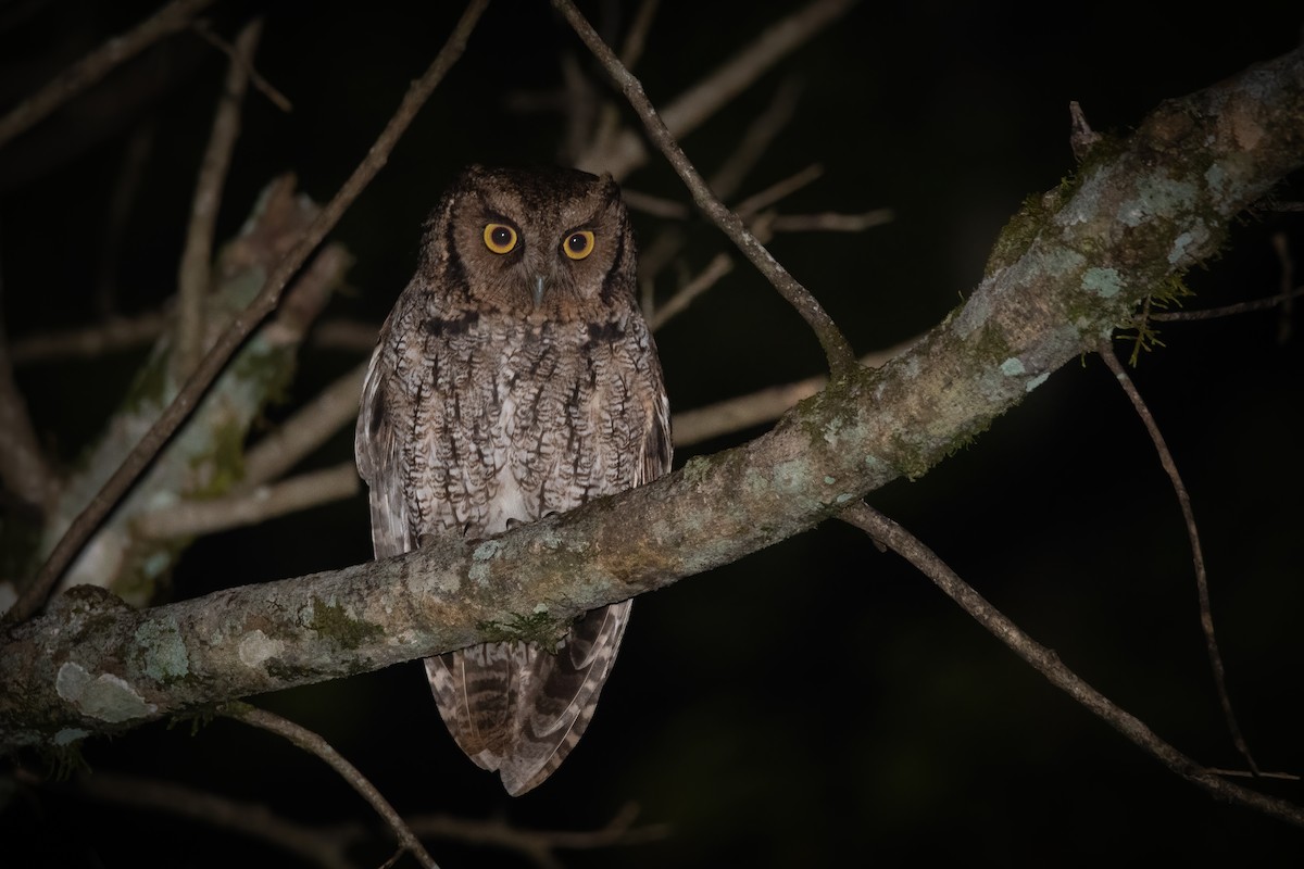 Long-tufted Screech-Owl - ML603681451