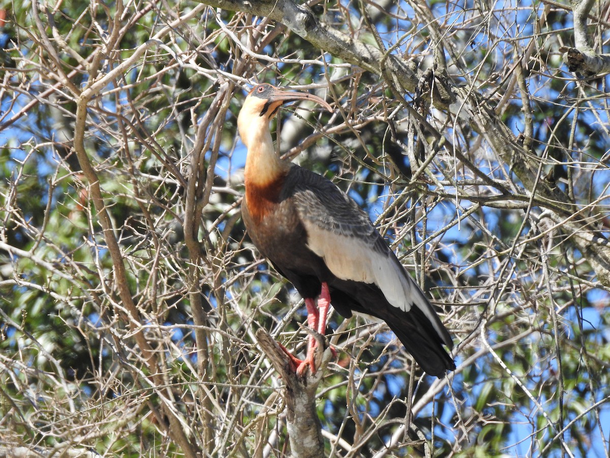 ibis bělokřídlý - ML603683561