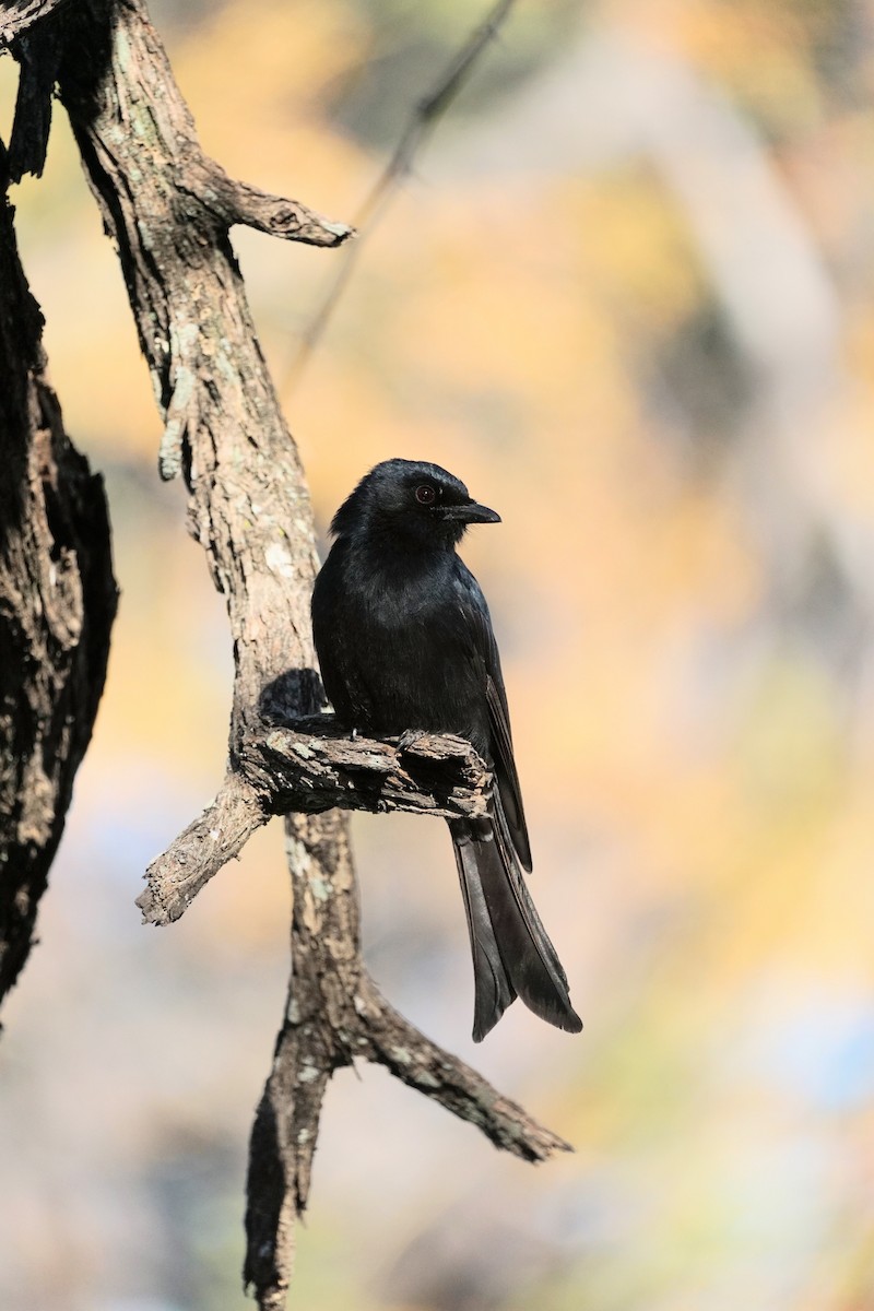 Fork-tailed Drongo - ML603685141