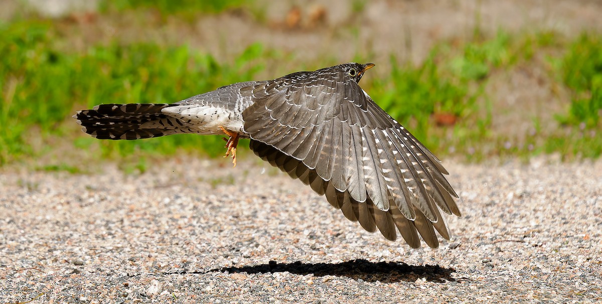 Common Cuckoo - ML603691931