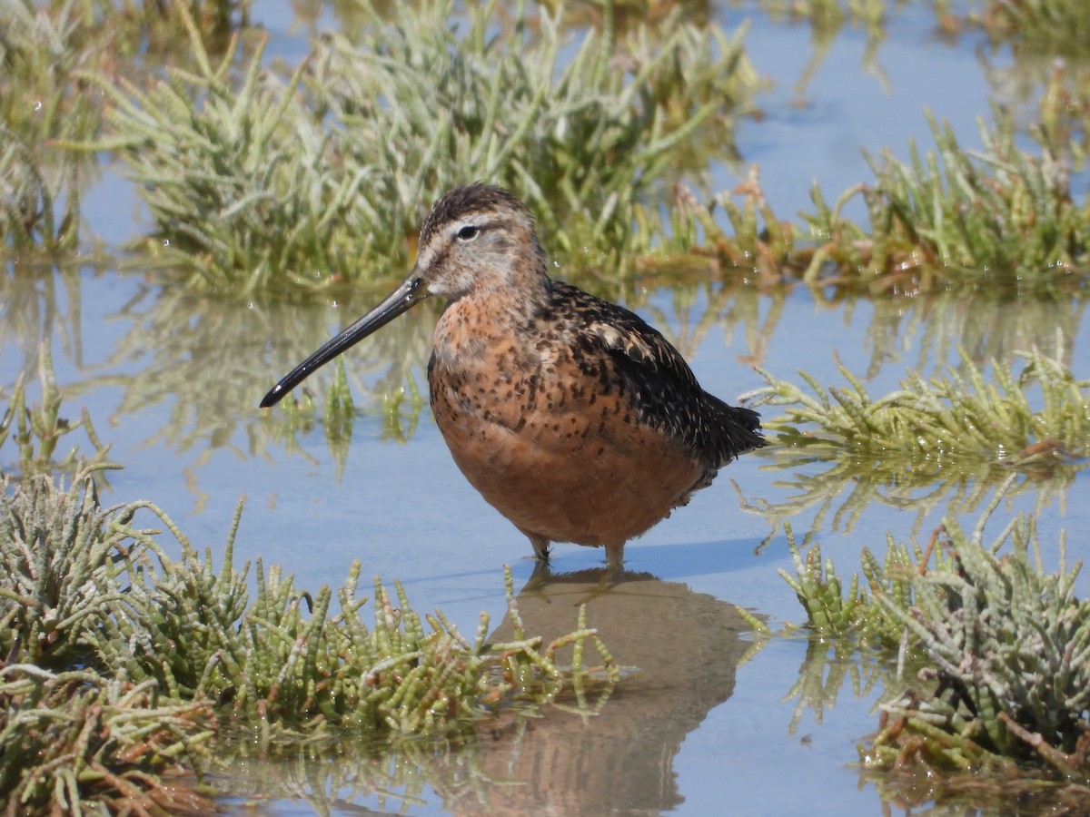 Long-billed Dowitcher - ML603696401