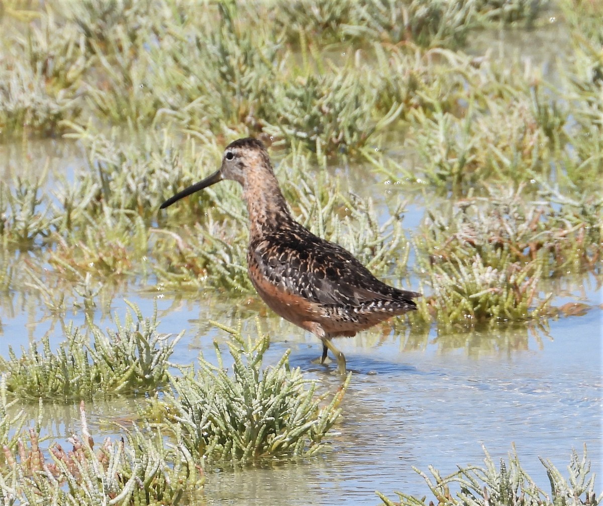 Long-billed Dowitcher - ML603697741