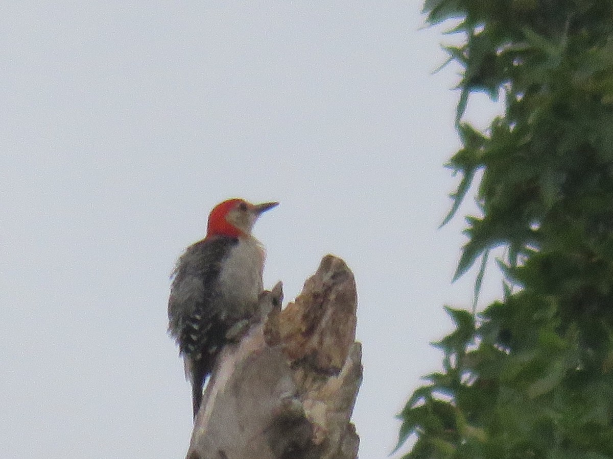 Red-bellied Woodpecker - ML603699901